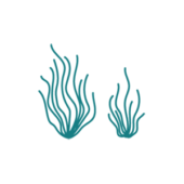 soupe-algues-haricots-mer-couleur-estran-biologiques-2